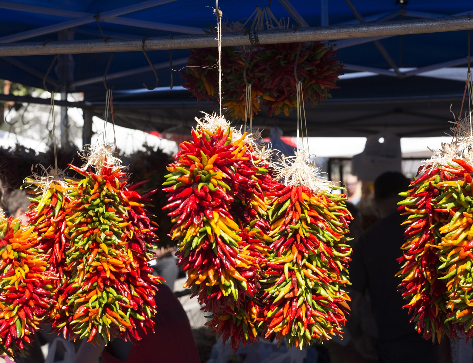 Pueblo Chilies - Pueblo Chili Festival